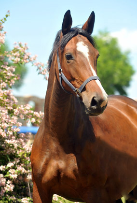 Karalina v. Exclusiv u.d. Elitestute Kassuben v. Enrico Caruso - Trakehner Gestt Hmelschenburg - Foto: Beate Langels