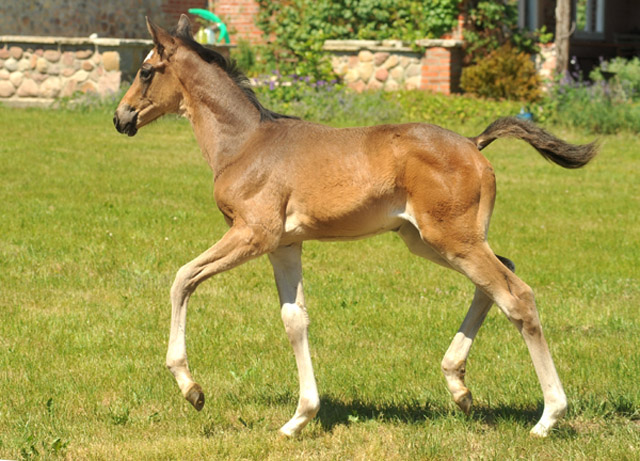 TrakehnerStutfohlen von Freudenfest u.d. Elitestute Gloriette v. Kostolany, Foto: Beate Langels, Trakehner Gestt Hmelschenburg