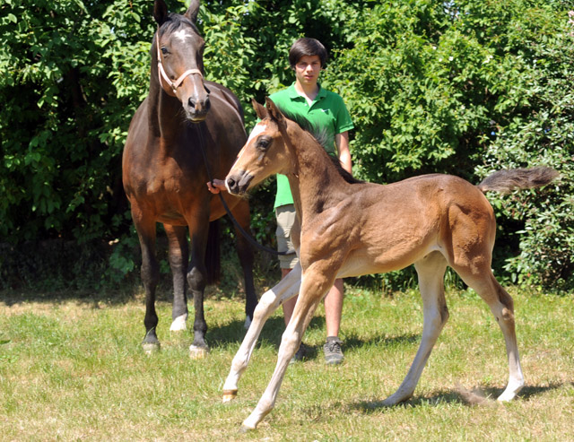 TrakehnerStutfohlen von Freudenfest u.d. Elitestute Gloriette v. Kostolany, Foto: Beate Langels, Trakehner Gestt Hmelschenburg