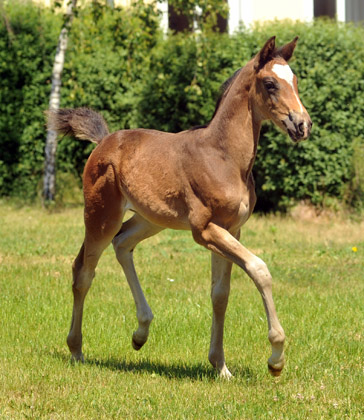 TrakehnerStutfohlen von Freudenfest u.d. Elitestute Gloriette v. Kostolany, Foto: Beate Langels, Trakehner Gestt Hmelschenburg