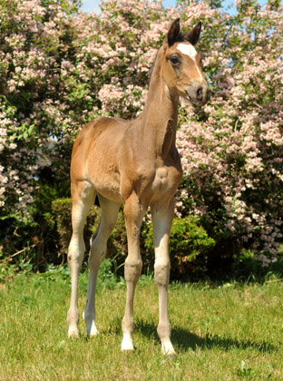 TrakehnerStutfohlen von Freudenfest u.d. Elitestute Gloriette v. Kostolany, Foto: Beate Langels, Trakehner Gestt Hmelschenburg