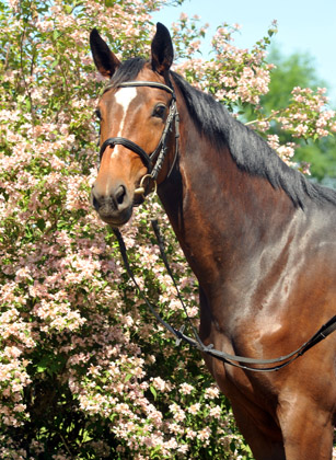 Val de Vienne von Exclusiv (im Mai 2012) - im Gestt Schplitz  - Foto: Beate Langels - Trakehner Gestt Hmelschenburg
