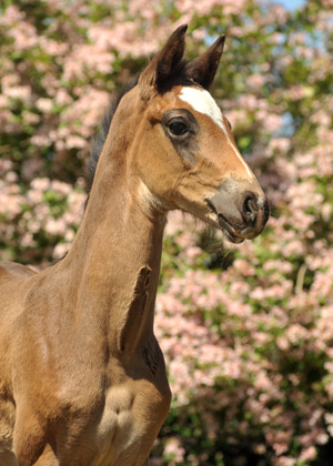 TrakehnerStutfohlen von Freudenfest u.d. Elitestute Gloriette v. Kostolany, Foto: Beate Langels, Trakehner Gestt Hmelschenburg