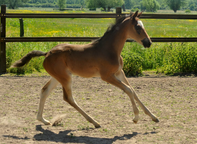 TrakehnerStutfohlen von Freudenfest u.d. Elitestute Gloriette v. Kostolany, Foto: Beate Langels, Trakehner Gestt Hmelschenburg