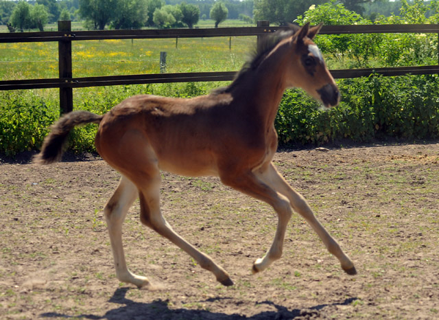 TrakehnerStutfohlen von Freudenfest u.d. Elitestute Gloriette v. Kostolany, Foto: Beate Langels, Trakehner Gestt Hmelschenburg