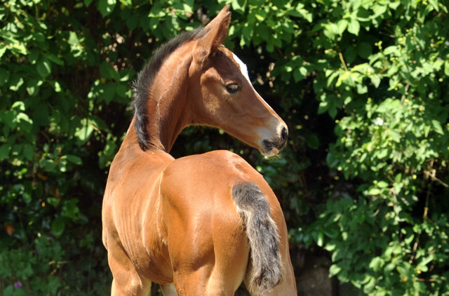 Trakehner Stutfohlen von Saint Cyr u.d. Dejanira v. Freudenfest - Foto: Beate Langels, Gestt Hmelschenburg