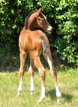 Trakehner Stutfohlen von Saint Cyr u.d. Dejanira v. Freudenfest - Foto: Beate Langels, Gestt Hmelschenburg