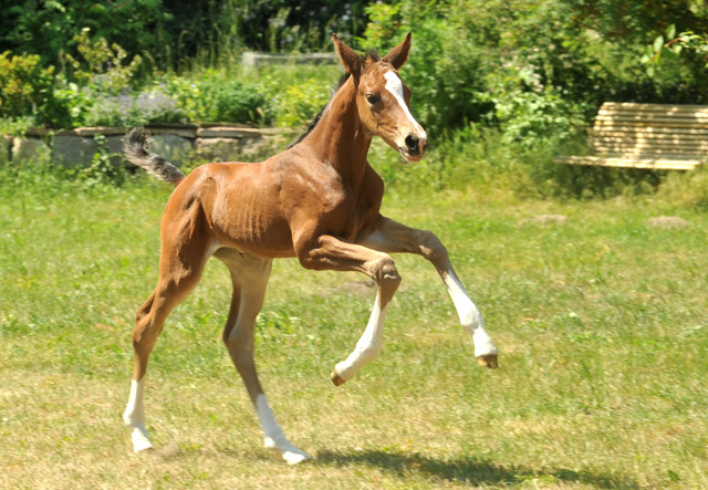Trakehner Stutfohlen von Saint Cyr u.d. Dejanira v. Freudenfest - Foto: Beate Langels, Gestt Hmelschenburg