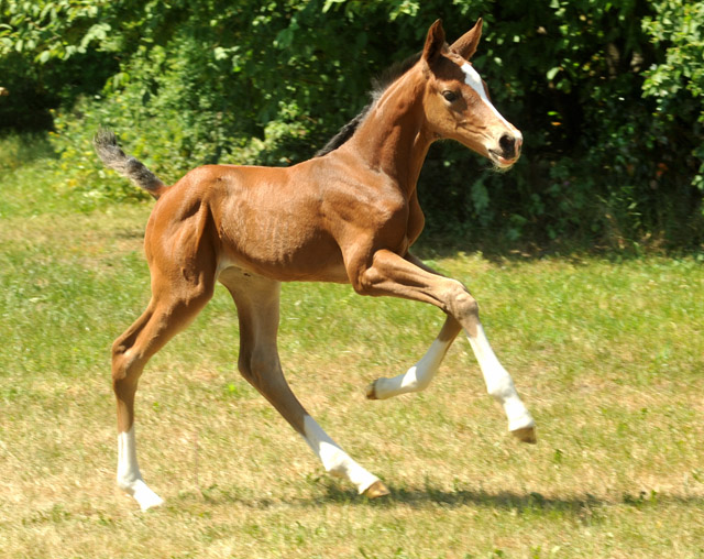 Trakehner Stutfohlen von Saint Cyr u.d. Dejanira v. Freudenfest - Foto: Beate Langels, Gestt Hmelschenburg