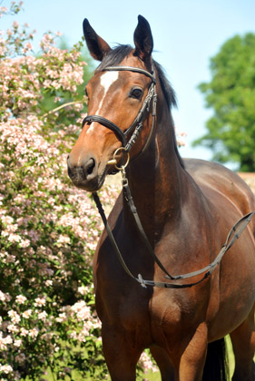 Val de Vienne von Exclusiv (im Mai 2012) - im Gestt Schplitz  - Foto: Beate Langels - Trakehner Gestt Hmelschenburg