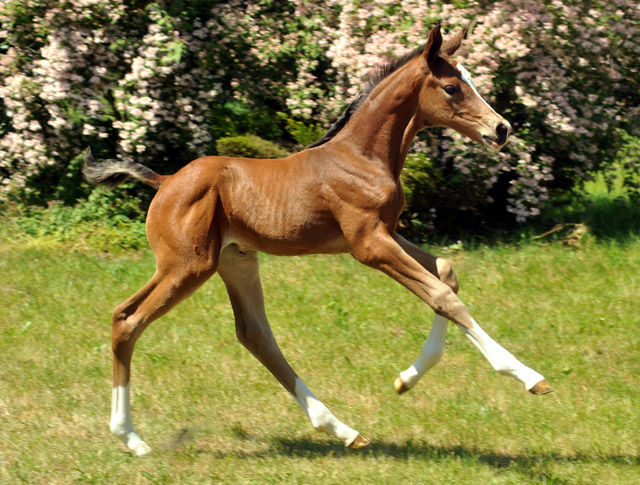 Trakehner Stutfohlen von Saint Cyr u.d. Dejanira v. Freudenfest - Foto: Beate Langels, Gestt Hmelschenburg