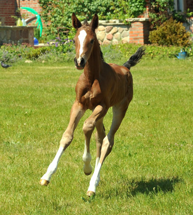 Trakehner Stutfohlen von Saint Cyr u.d. Dejanira v. Freudenfest - Foto: Beate Langels, Gestt Hmelschenburg