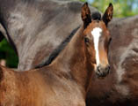 28. Mai 2012 - Fototermin in Schplitz  - Foto Beate Langels - Trakehner Gestt Hmelschenburg