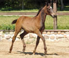 28. Mai 2012 - Fototermin in Schplitz  - Foto Beate Langels - Trakehner Gestt Hmelschenburg