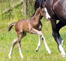 28. Mai 2012 - Fototermin in Schplitz  - Foto Beate Langels - Trakehner Gestt Hmelschenburg