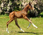 28. Mai 2012 - Fototermin in Schplitz  - Foto Beate Langels - Trakehner Gestt Hmelschenburg