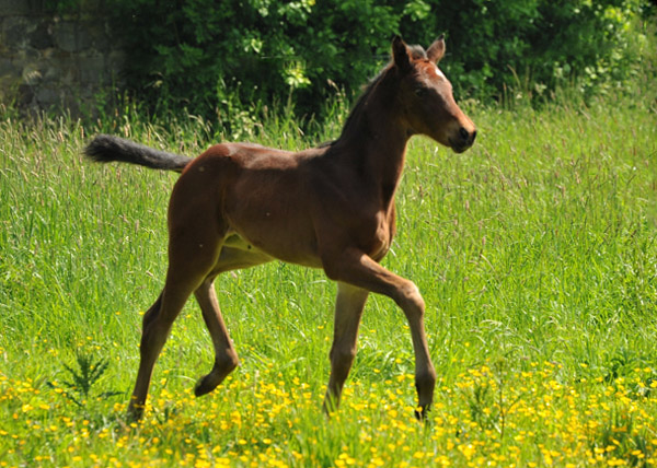 13 Tage alt: Stutfohlen von Oliver Twist u.d. Pr.u.StPrSt. Vittoria v. Exclusiv - Trakehner Gestt Hmelschenburg - Foto: Beate Langels
