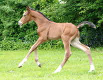 Stutfohlen von Saint Cyr u.d. Gwendolyn v. Maestro - Foto: Ellen Hnoch