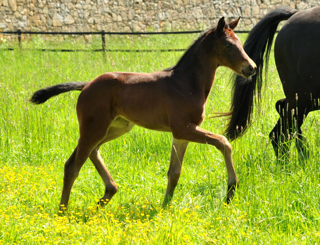 13 Tage alt: Stutfohlen von Oliver Twist u.d. Pr.u.StPrSt. Vittoria v. Exclusiv - Trakehner Gestt Hmelschenburg - Foto: Beate Langels