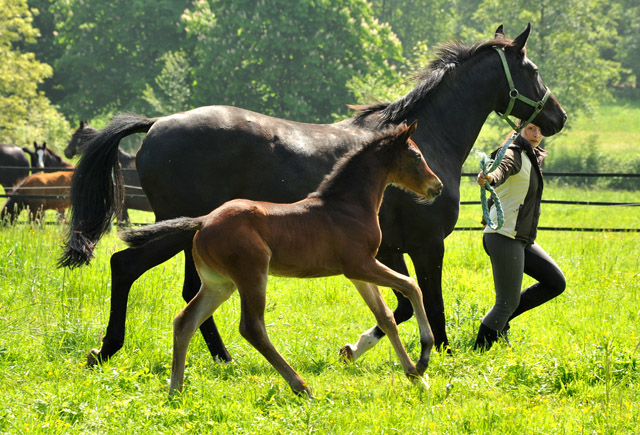 13 Tage alt: Stutfohlen von Oliver Twist u.d. Pr.u.StPrSt. Vittoria v. Exclusiv - Trakehner Gestt Hmelschenburg - Foto: Beate Langels