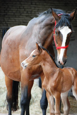 Stutfohlen von Saint Cyr - Maestro - Kostolany, Foto: Ellen Hnoch