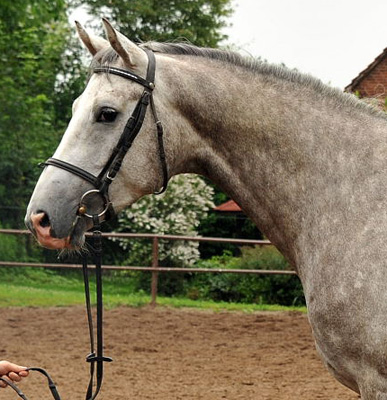 Trakehner Tilly von Leonidas - Encrico Caruso (4 Jahr alt) - Trakehner Gestt Hmelschenburg Beate Langels