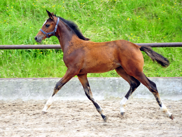 Stutfohlen von High Motion u.d. Greta Garbo v. Alter Fritz - Foto: Beate Langels -  
Trakehner Gestt Hmelschenburg