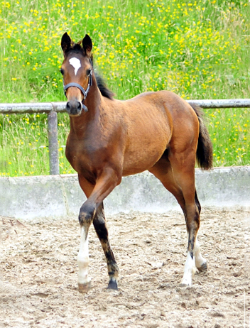 Stutfohlen von High Motion u.d. Greta Garbo v. Alter Fritz - Foto: Beate Langels -  
Trakehner Gestt Hmelschenburg