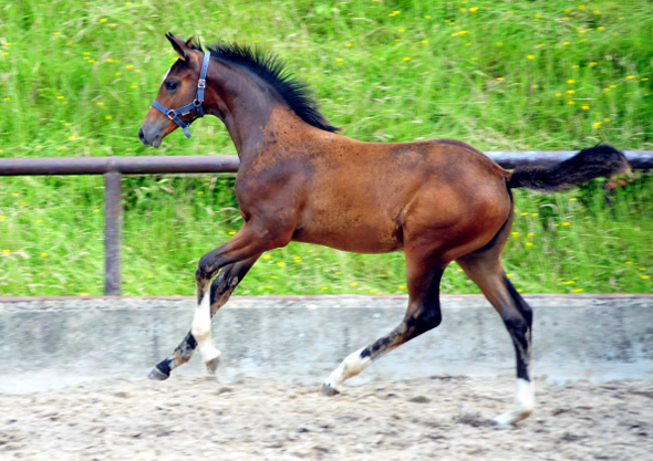 Stutfohlen von High Motion u.d. Greta Garbo v. Alter Fritz - Foto: Beate Langels -  
Trakehner Gestt Hmelschenburg