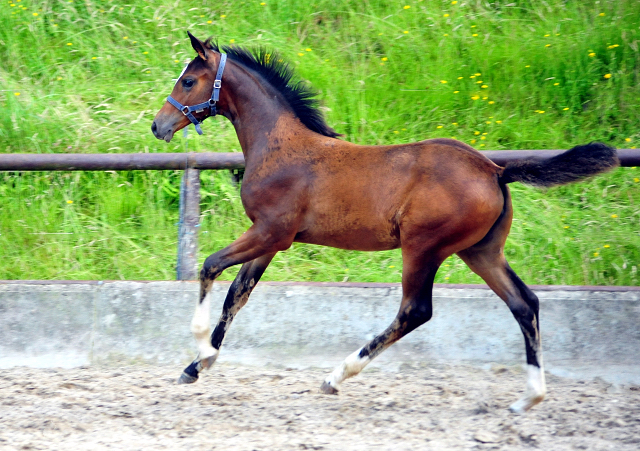 Stutfohlen von High Motion u.d. Greta Garbo v. Alter Fritz - Foto: Beate Langels -  
Trakehner Gestt Hmelschenburg