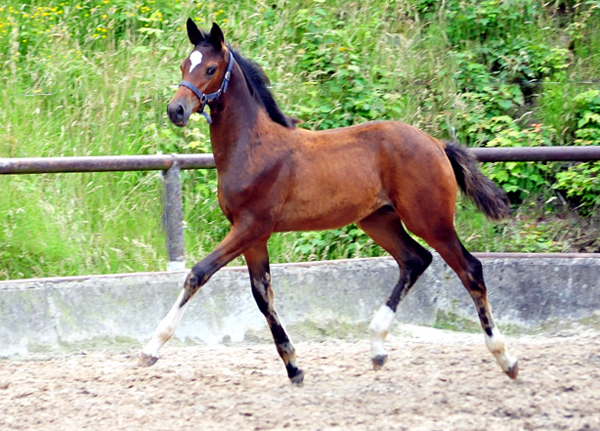 Stutfohlen von High Motion u.d. Greta Garbo v. Alter Fritz - Foto: Beate Langels -  
Trakehner Gestt Hmelschenburg