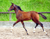 Im Juni 2016 in Hmelschenburg 2016