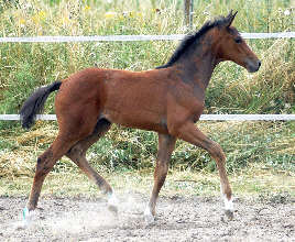 Trakehner Hengstfohlen von Exclusiv u.d. Tabea v. Summertime