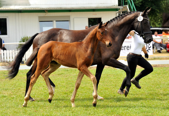 Stutfohlen von Oliver Twist u.d. Pr.u.StPrSt. Vittoria v. Exclusiv - Trakehner Gestt Hmelschenburg - Foto: Beate Langels