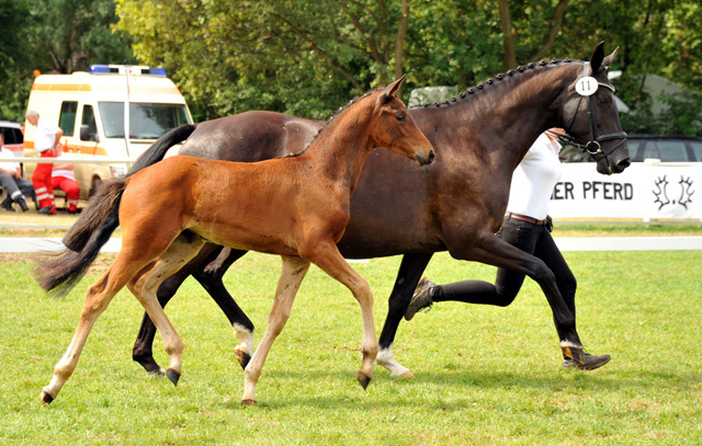 Stutfohlen von Oliver Twist u.d. Pr.u.StPrSt. Vittoria v. Exclusiv - Trakehner Gestt Hmelschenburg - Foto: Beate Langels