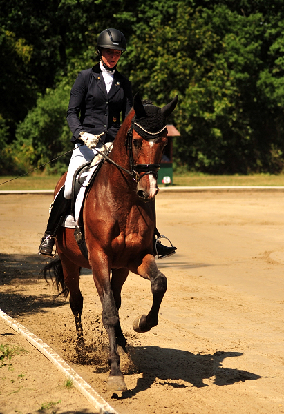 Kacyro von Saint Cyr - im Juli 2019 - Foto: Beate Langels - Gestt Hmelschenburg