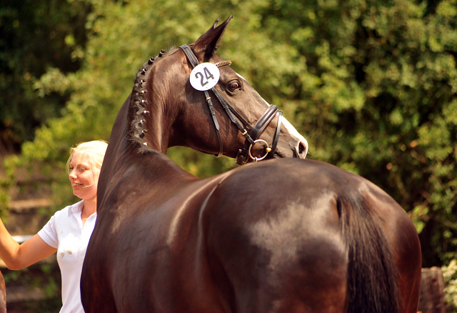 Prmienanwrterin Great Ammykay v. Alter Fritz u.d. ESt. Gloriette, Foto: Beate Langels Trakehner Gestt Hmelschenburg