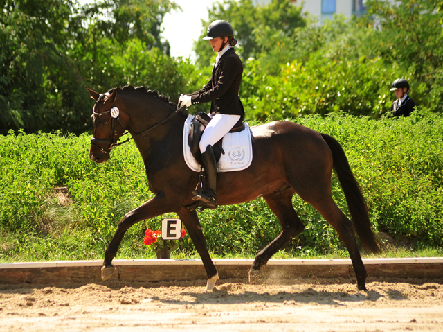 UNDER FIRE - Trakehner Wallach von Saint Cyr u.d. Pr.St. Under the moon v. Easy Game - Herzkristall , Foto: privat - Trakehner Gestt Hmelschenburg