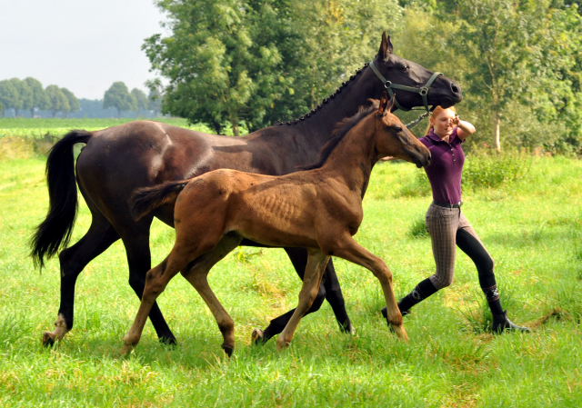 Hengstfohlen von Touch my Heart u.d. Pr.u.StPrSt. vittoria v. Exclusiv - 28. August 2015 - Foto Beate Langels - Gestt Hmelschenburg