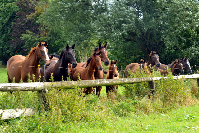 Die Stuten und Fohlen in den Emmerauen - 28. August 2015 - Foto Beate Langels - Gestt Hmelschenburg