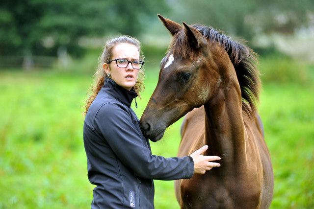 Stutfohlen von Saint Cyr u.d. Greta Garbo - 28. August 2015 - Foto Beate Langels - Gestt Hmelschenburg