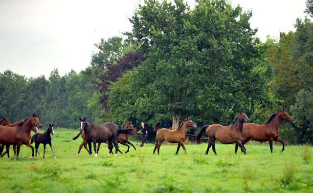 Die Stuten und Fohlen in den Emmerauen - 28. August 2015 - Foto Beate Langels - Gestt Hmelschenburg