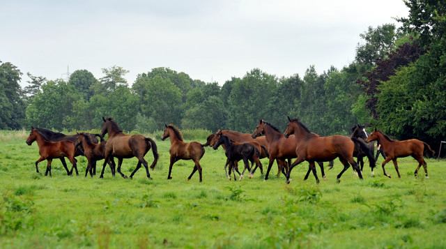 Die Stuten und Fohlen in den Emmerauen - 28. August 2015 - Foto Beate Langels - Gestt Hmelschenburg