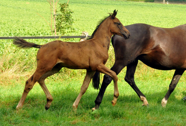 Hengstfohlen von Touch my Heart u.d. Pr.u.StPrSt. vittoria v. Exclusiv - 28. August 2015 - Foto Beate Langels - Gestt Hmelschenburg