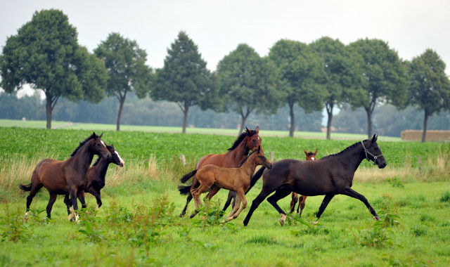 Die Stuten und Fohlen in den Emmerauen - 28. August 2015 - Foto Beate Langels - Gestt Hmelschenburg