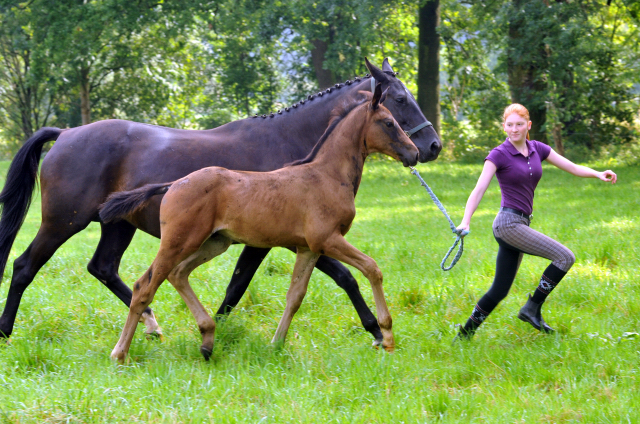 Hengstfohlen von Touch my Heart u.d. Pr.u.StPrSt. vittoria v. Exclusiv - 28. August 2015 - Foto Beate Langels - Gestt Hmelschenburg