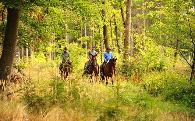 Ausritt mit Kabriola, Barinja und Schwalbenland - Trakehner Gestt Hmelschenburg - Foto: Beate Langels