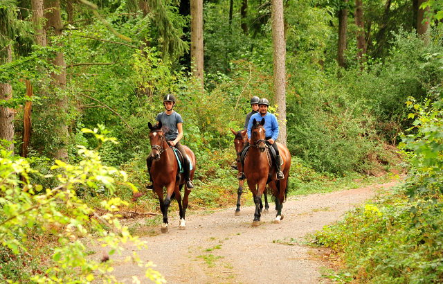 Ausritt mit Kabriola, Barinja und Schwalbenland - Trakehner Gestt Hmelschenburg - Foto: Beate Langels