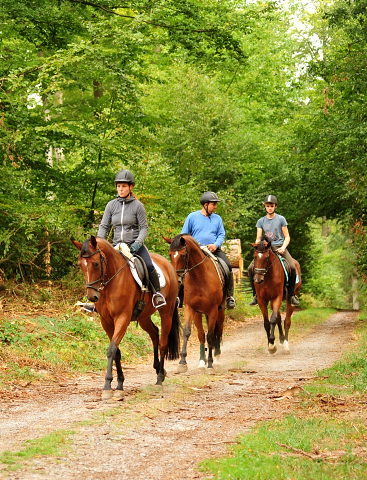 Ausritt mit Kabriola, Barinja und Schwalbenland - Trakehner Gestt Hmelschenburg - Foto: Beate Langels