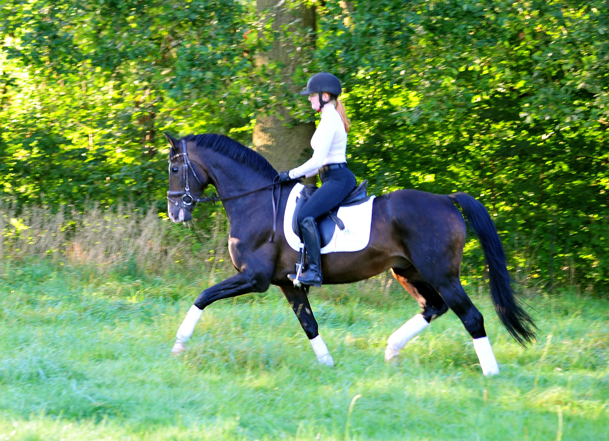Trakehner Prmienhengst Shavalou v. Freudenfest 23-jhrig, Zchter und Besitzer: Trakehner Gestt Hmelschenburg